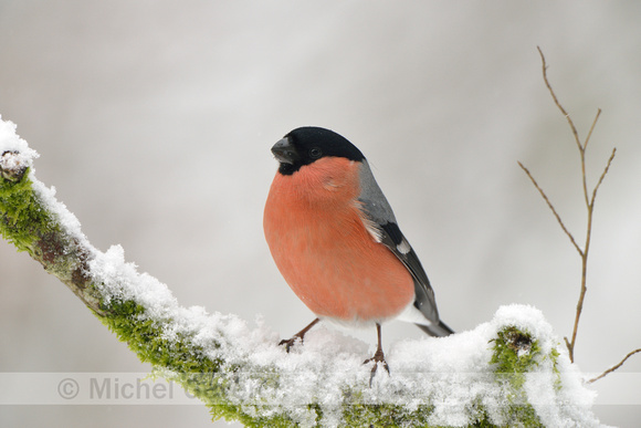 Goudvink; Bullfinch; Pyrrhula pyrrhula