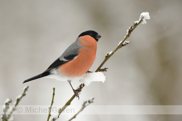 Goudvink; Bullfinch; Pyrrhula pyrrhula