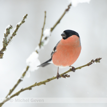 Goudvink; Bullfinch; Pyrrhula pyrrhula