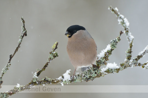 Goudvink; Bullfinch; Pyrrhula pyrrhula