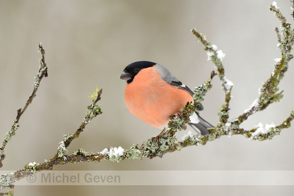 Goudvink; Bullfinch; Pyrrhula pyrrhula