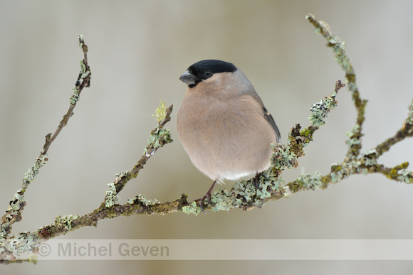 Goudvink; Bullfinch; Pyrrhula pyrrhula