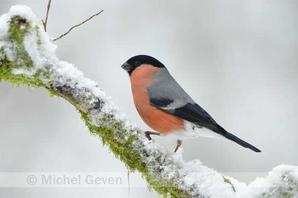 Goudvink; Bullfinch; Pyrrhula pyrrhula