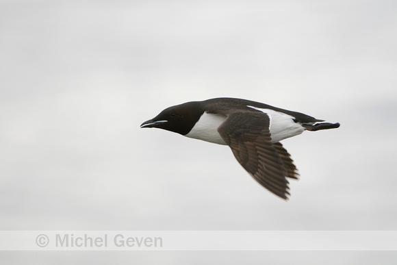 Kortbekzeekoet; Dikbekzeekoet; Brünnich's Guillemot; Uria lomvia