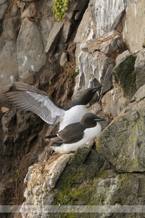 Kortbekzeekoet; Dikbekzeekoet; Brünnich's Guillemot; Uria lomvia