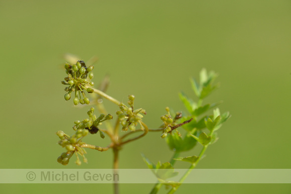 Kruipend moerasscherm; Creeping Marshwort; Apium repens