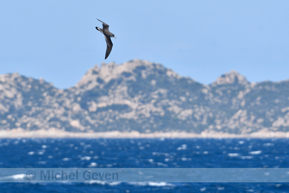 Scopoli's pijlstormvogel; Scopoli's shearwater; Calonectris diom