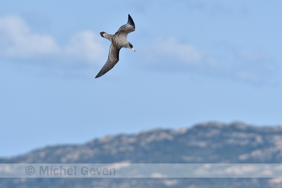 Scopoli's pijlstormvogel; Scopoli's shearwater; Calonectris diom