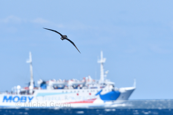 Scopoli's pijlstormvogel; Scopoli's shearwater; Calonectris diom