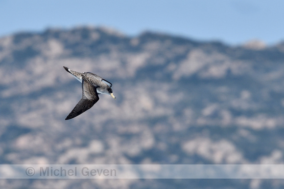 Scopoli's pijlstormvogel; Scopoli's shearwater; Calonectris diom