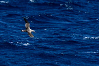 Scopoli's pijlstormvogel; Scopoli's shearwater; Calonectris diom