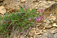 Astragalus onobrychis