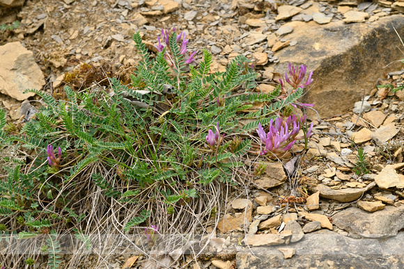 Astragalus onobrychis