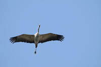 Kraanvogel; Grus Grus; Common Crane;
