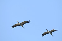 Kraanvogel; Grus Grus; Common Crane;
