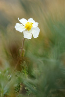 Wit Zonneroosje; Helianthemum apenninum; White Rock-rose;