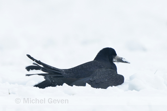 Roek; Rook; Corvus frugilegus