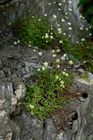 Saxifraga aspera