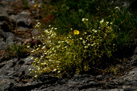 Saxifraga aspera