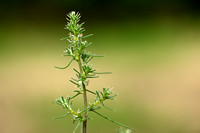 Zacht loogkruid; Russian thistle; Salsola tragus