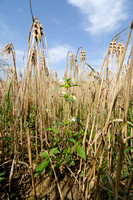 Bleekgele Hennepnetel; Downy Hemp Nettle; Hempnettle; Galeopsis