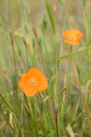 Donzige klaproos; Atlas poppy; Papaver atlanticum