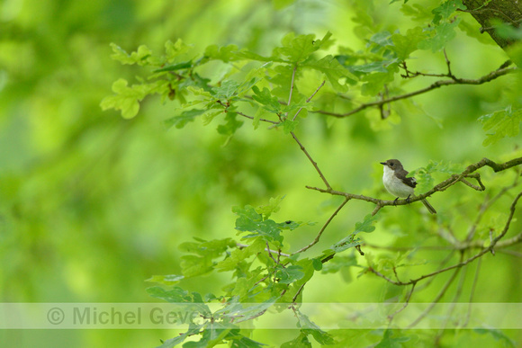 Bonte vliegenvanger; European Pied Flycatcher; Ficedula hypoleuca