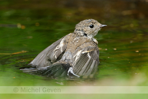 Bonte vliegenvanger; European Pied Flycatcher; Ficedula hypoleuca