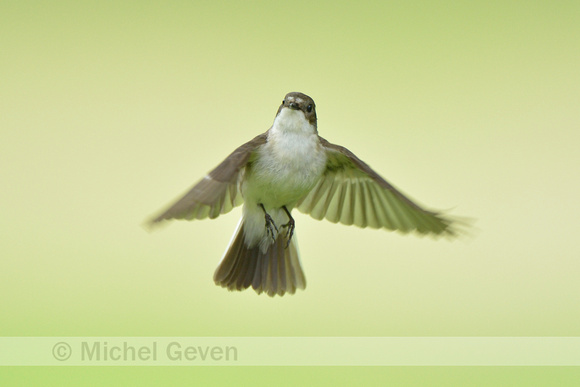 Bonte vliegenvanger; European Pied Flycatcher; Ficedula hypoleuca