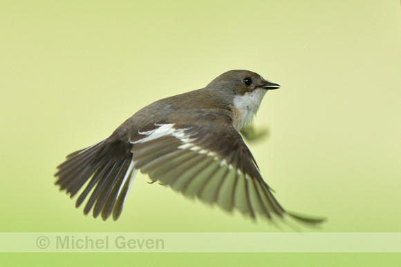 Bonte vliegenvanger; European Pied Flycatcher; Ficedula hypoleuca