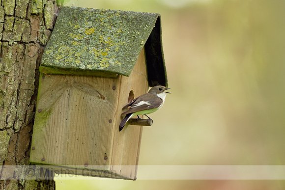 Bonte vliegenvanger; European Pied Flycatcher; Ficedula hypoleuca