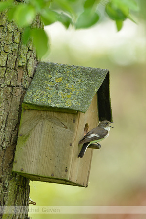 Bonte vliegenvanger; European Pied Flycatcher; Ficedula hypoleuca