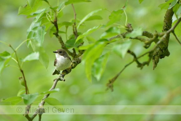 Bonte vliegenvanger; European Pied Flycatcher; Ficedula hypoleuca