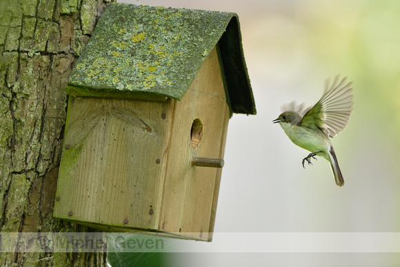 Bonte vliegenvanger; European Pied Flycatcher; Ficedula hypoleuca