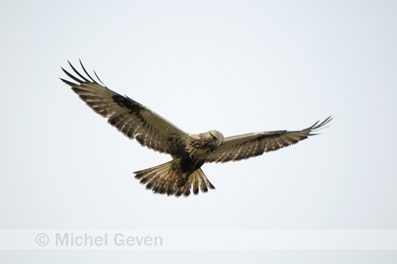 Ruigpootbuizerd; Rough-legged Buzzard; Buteo lagopus;