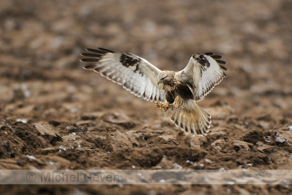 Ruigpootbuizerd; Rough-legged Buzzard; Buteo lagopus;