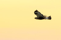 Ruigpootbuizerd; Rough-legged Buzzard; Buteo lagopus;
