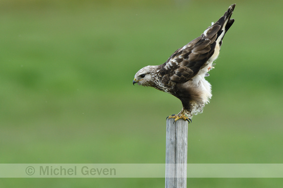 Ruigpootbuizerd; Rough-legged Buzzard; Buteo lagopus