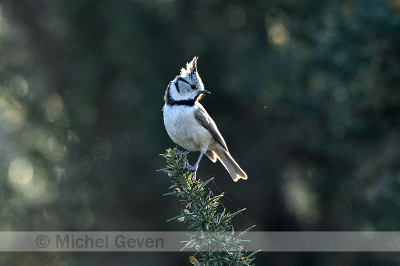 Kuifmees; Crested Tit; Lophophanes cristatus