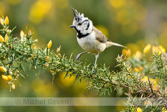 Kuifmees; Crested Tit; Lophophanes cristatus