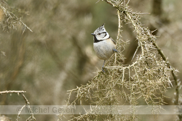 Kuifmees; Crested Tit; Lophophanes cristatus