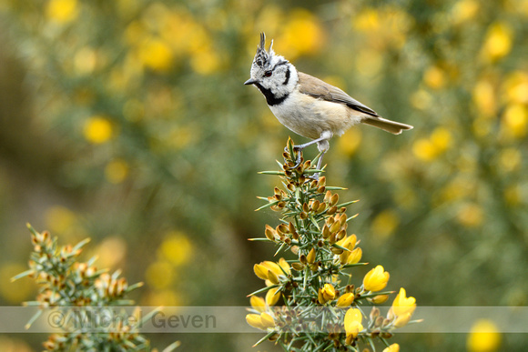 Kuifmees; Crested Tit; Lophophanes cristatus