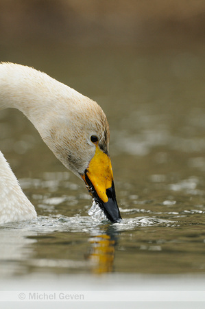 Wilde Zwaan; Whooper Swan; Cygnus cygnus