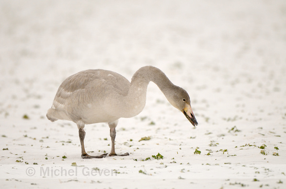 Wilde Zwaan; Whooper Swan; Cygnus cygnus;