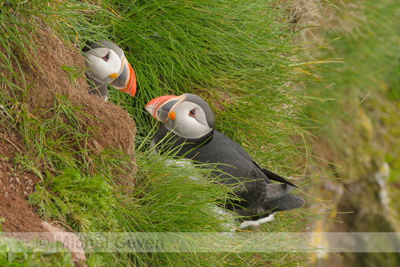 Papegaaiduiker; Puffin; Fratercula arctica