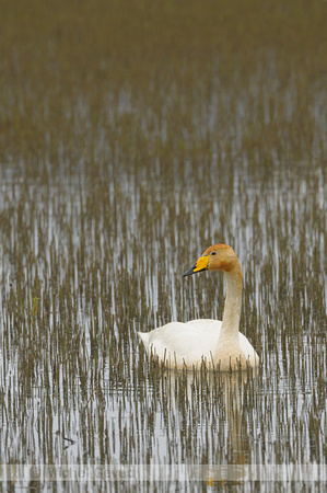 Wilde Zwaan; Whooper Swan; Cygnus cygnus