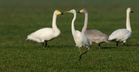 Grote Zilverreiger; Great White Egret; Egretta alba