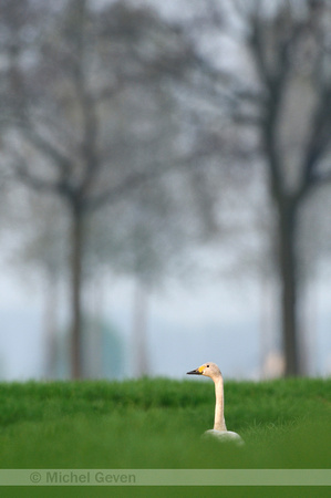 Kleine Zwaan; Bewick's Swan; Cygnus bewickii; Zwergschwan