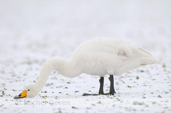 Wilde Zwaan; Whooper Swan; Cygnus cygnus;