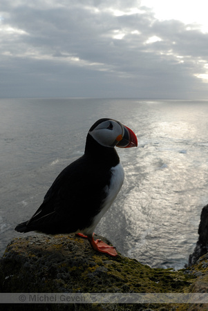 Papegaaiduiker; Puffin; Fratercula arctica;